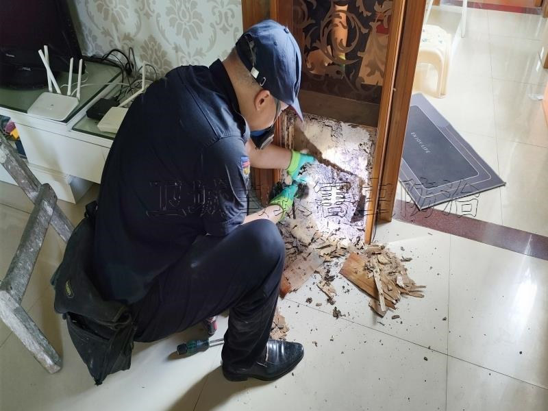 深圳罗湖区正规白蚁防治中心所-预防白蚁-卫城深圳罗湖区上门灭除蚂蚁公司机构电话