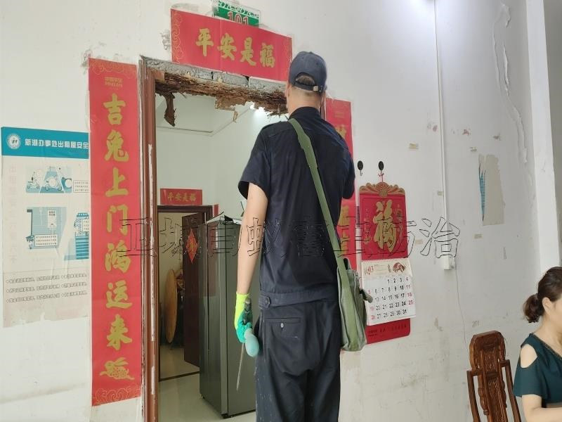 深圳宝安白蚁防治上门服务｜专业检测｜快速消杀｜24小时应急处理【138 - 2427 - 5151】