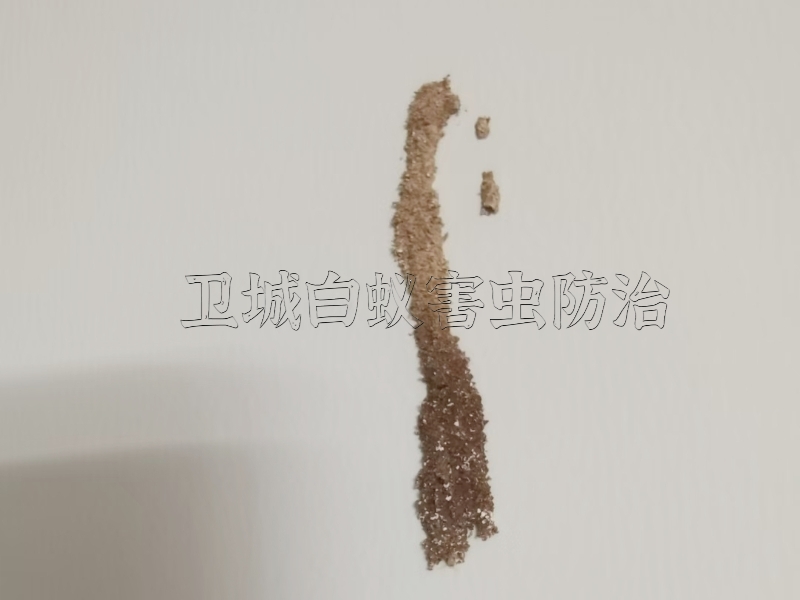仲恺高新区陈江白蚁防治中心首选卫城虫控资质企业